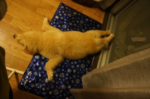 Gokil! Meme Anjing Tidur Jadi Viral di Jepang! 3