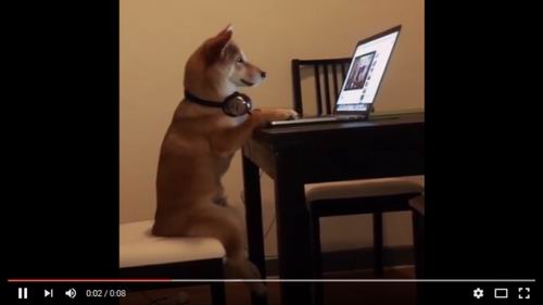 Inilah Chiko, Shiba Inu Yang Hobi Menonton Video di Internet
