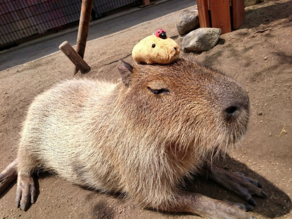 Kapibara dengan Kapibabara di atasnya Double Kawai 2