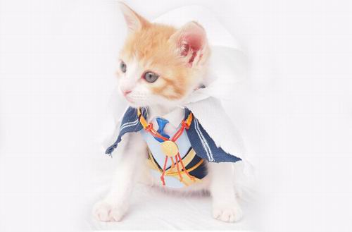 Kawaii To The Max! Kucing Jepang Imut Ber-cosplay Karakter Touken Ranbu! (1)