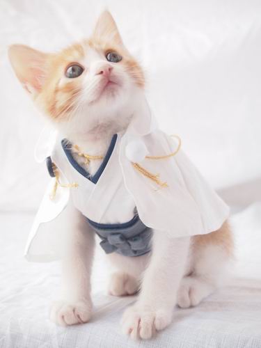 Kawaii To The Max! Kucing Jepang Imut Ber-cosplay Karakter Touken Ranbu! (2)