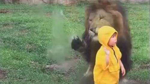 Ngeri! Singa di Jepang Hampir Menerkam Anak Berumur 2 Tahun!