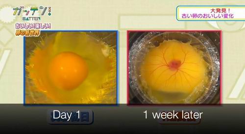 Sugoi! Pelajar SMA Jepang Berhasil Menetaskan Anak Ayam Tanpa Cangkang Telur! (1)