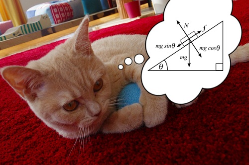 Wah! Kucing Ternyata Pahami Ilmu Fisika!