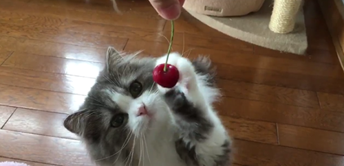 kucing cherry jepang
