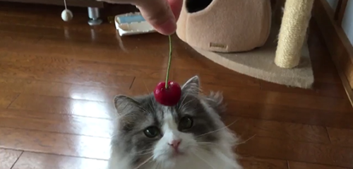 kucing cherry jepang1