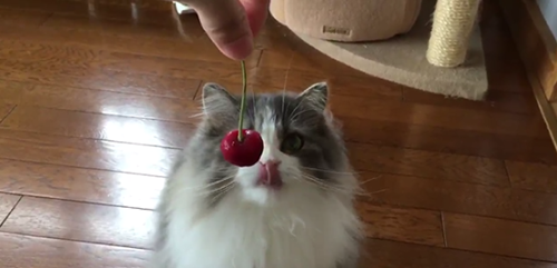 kucing cherry jepang3