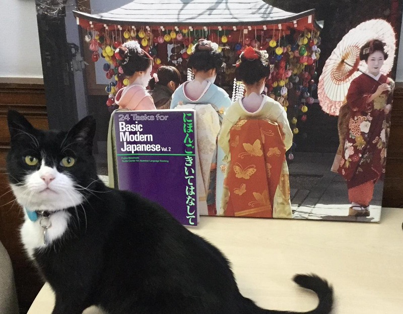 Gokil! Kucing Ini Belajar Bahasa Jepang Layaknya Diplomat!