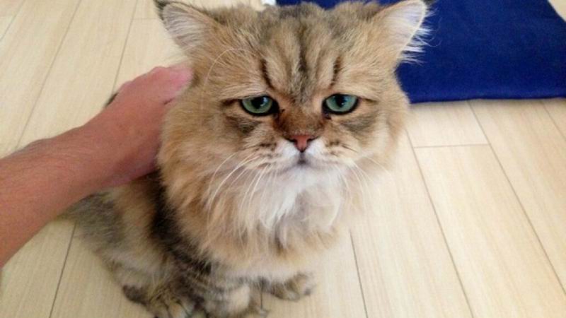 Foo Chan, Kucing Jepang Dengan Ekspresi Wajah Seperti Sedang Kecewa (1)