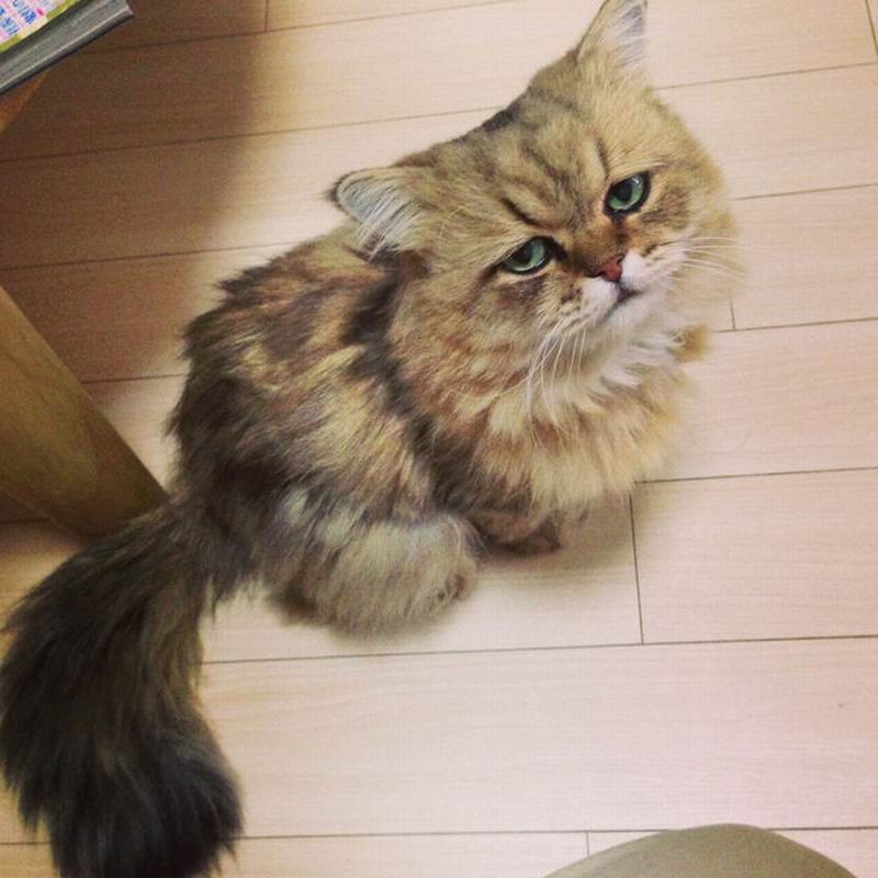 Foo Chan, Kucing Jepang Dengan Ekspresi Wajah Seperti Sedang Kecewa (2)