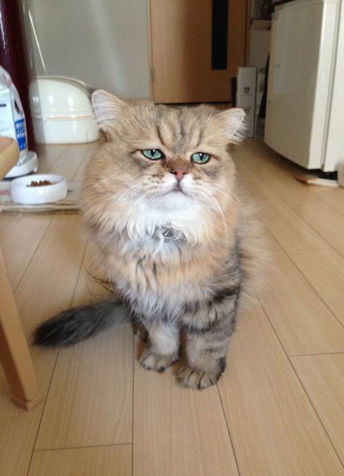 Foo Chan, Kucing Jepang Dengan Ekspresi Wajah Seperti Sedang Kecewa (4)