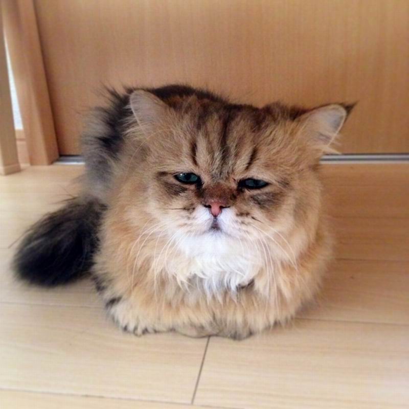 Foo Chan, Kucing Jepang Dengan Ekspresi Wajah Seperti Sedang Kecewa (7)