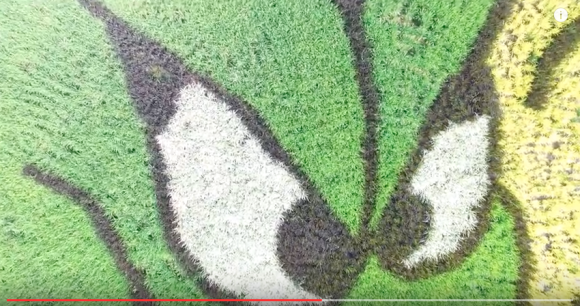 Gokil! Artwork Dragon Quest ini dibuat di Ladang Padi Seluas 27 hektar! 2