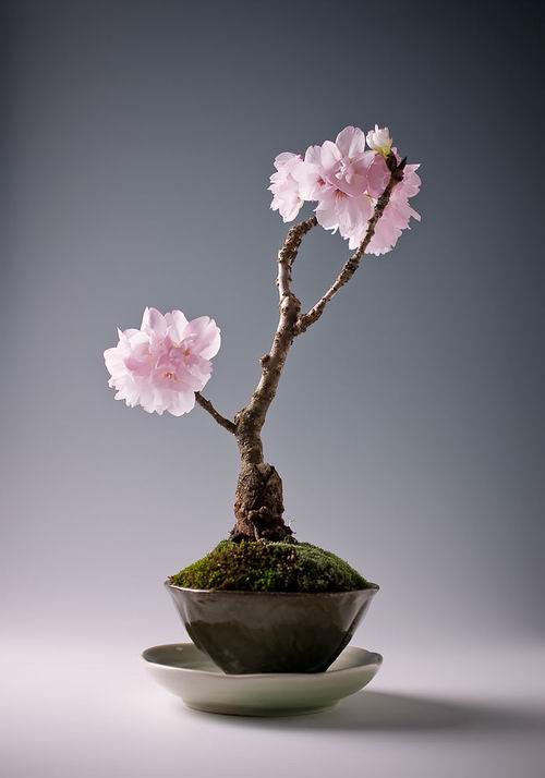 Inilah Aneka Pohon Bonsai Yang Mengagumkan Dari Jepang (14)