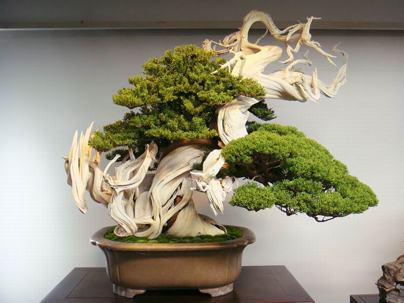 Inilah Aneka Pohon Bonsai Yang Mengagumkan Dari Jepang (2)