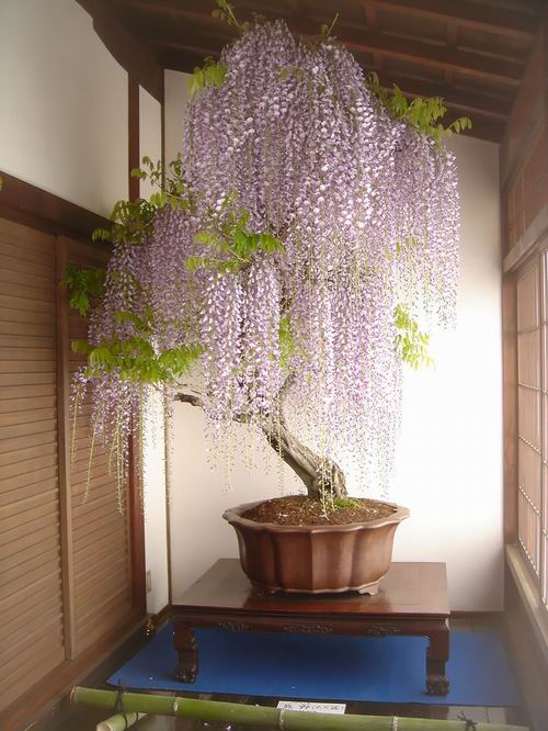 Inilah Aneka Pohon Bonsai Yang Mengagumkan Dari Jepang (3)