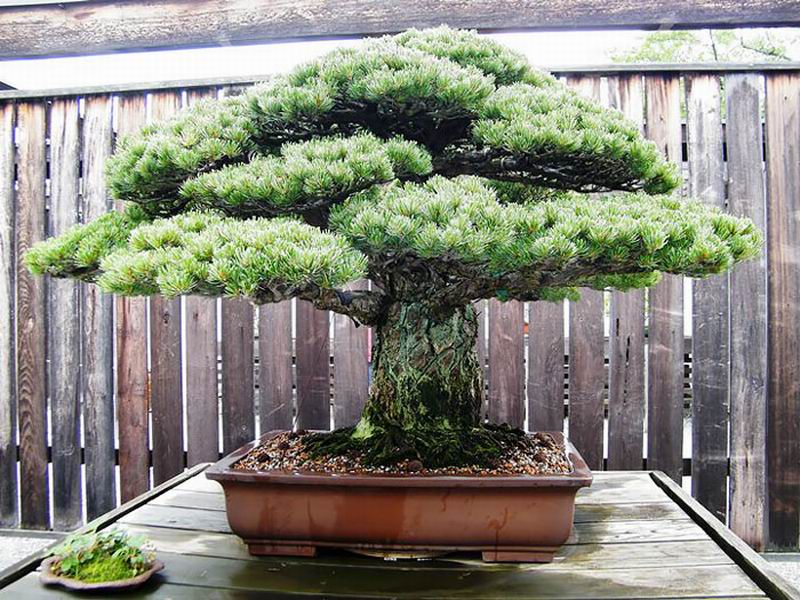 Inilah Aneka Pohon Bonsai Yang Mengagumkan Dari Jepang (4)