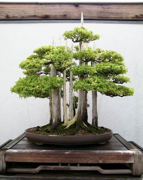 Inilah Aneka Pohon Bonsai Yang Mengagumkan Dari Jepang (6)