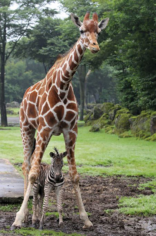 Jerapah di Jepang Lindungi Anak Zebra Dari Guyuran Hujan