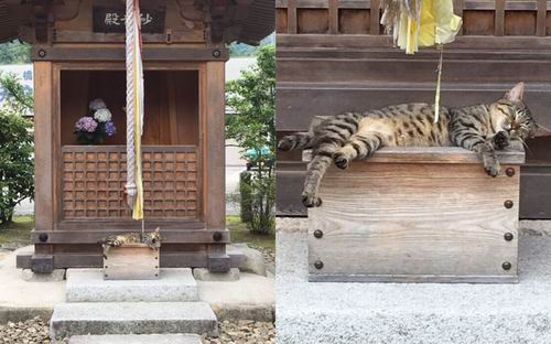 Kawaii! Kucing Jepang Tertidur Mirip Seperti Persembahan di Kuil!