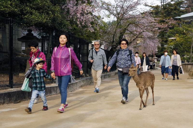 Rusa Jepang di Pulau Miyajima Hidup Damai Bersama Manusia