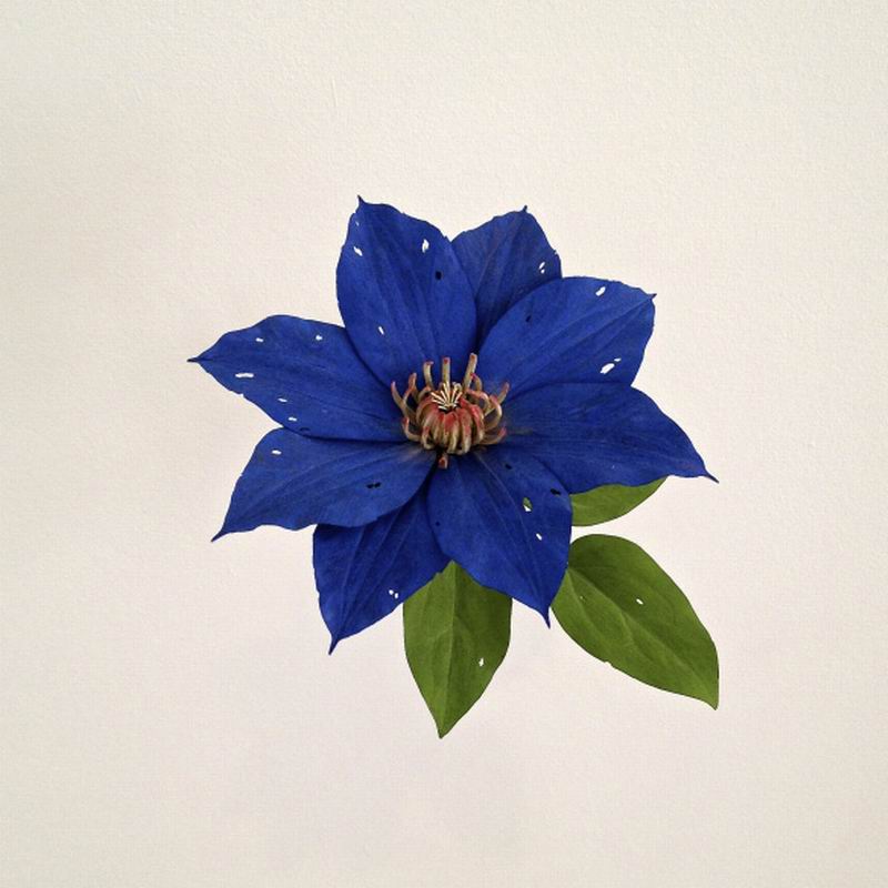 Seniman Jepang Ciptakan Ukiran Kayu Berbentuk Bunga Yang Mengagumkan (1)