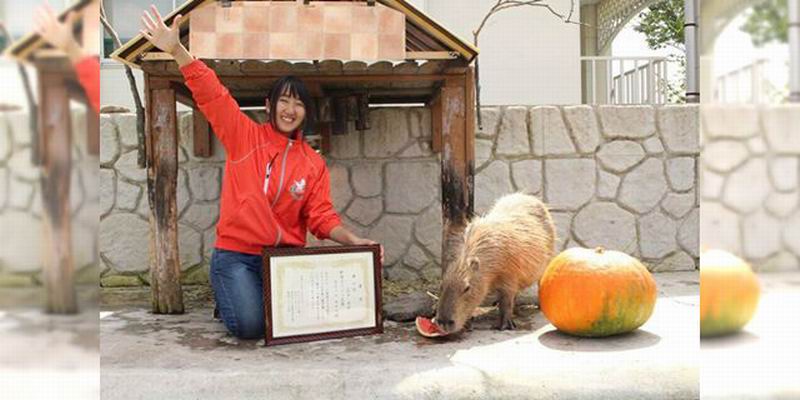 Capybara di Jepang Ikut Serta Dalam Ajang Olimpiade (1)