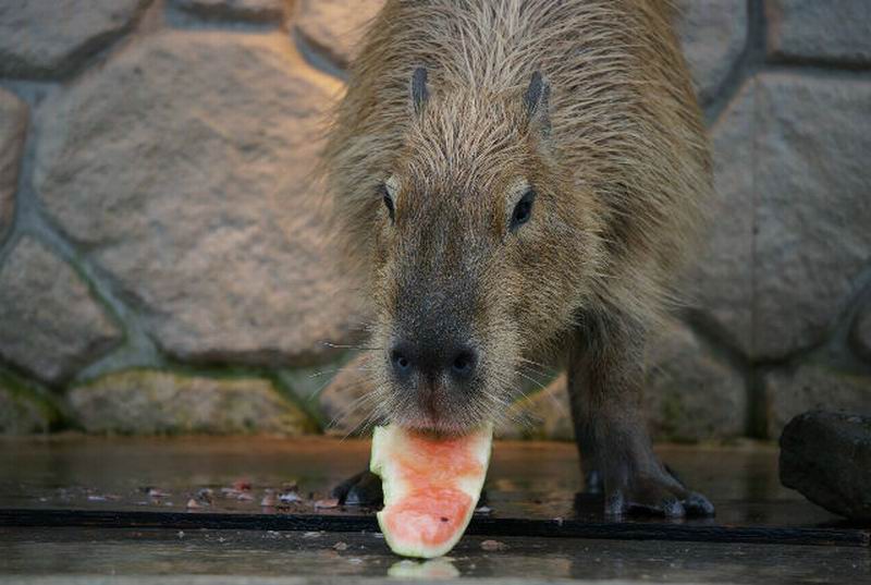 Wow! Capybara di Jepang Ikut Serta Dalam Ajang Olimpiade!