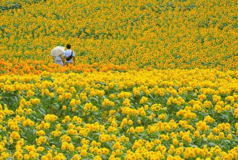 Festival Bunga Matahari di Hiroshima Tampilkan Jutaan Bunga yang Mekar (2)