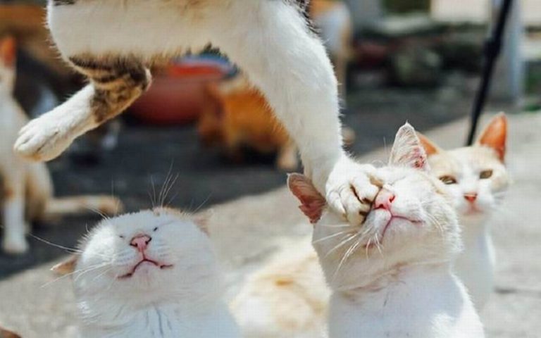 Foto Kucing  kucing  Jepang  Ini Buat Jagat Maya Tertawa