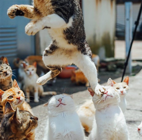 Foto Kucing-kucing Jepang Ini Buat Jagat Maya Tertawa (2)