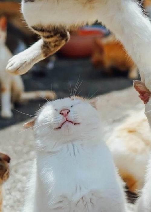 Foto Kucing-kucing Jepang Ini Buat Jagat Maya Tertawa (3)