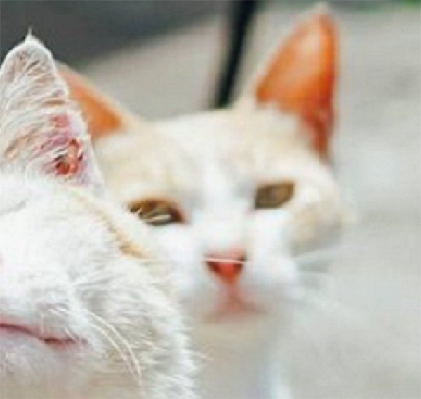 Foto Kucing-kucing Jepang Ini Buat Jagat Maya Tertawa (5)