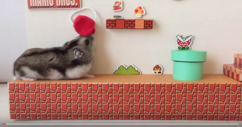 Hamster Jepang Bermain Super Mario Bros., Super Kawaii! (1)