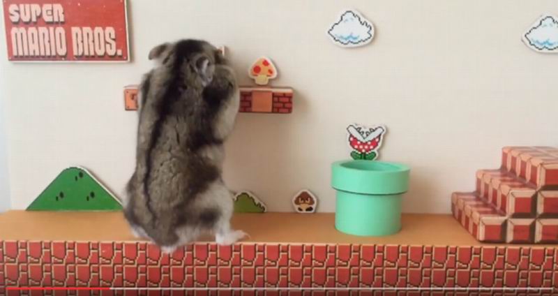 Hamster Jepang Bermain Super Mario Bros., Super Kawaii! (2)