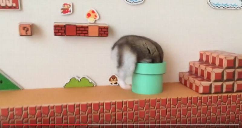 Hamster Jepang Bermain Super Mario Bros., Super Kawaii! (3)