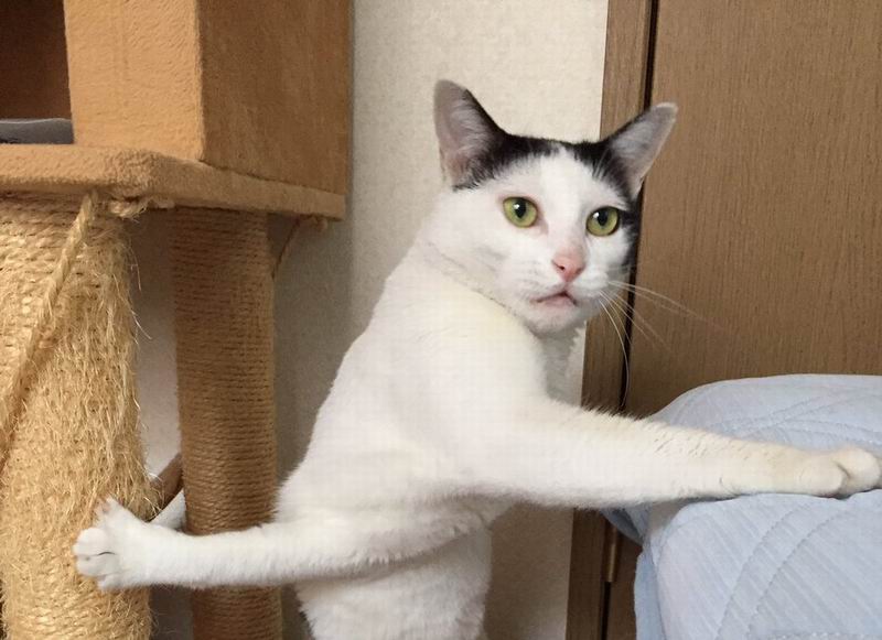  Kucing  Jepang Berpose Aneh  Jadi Bahan Candaan di Internet 