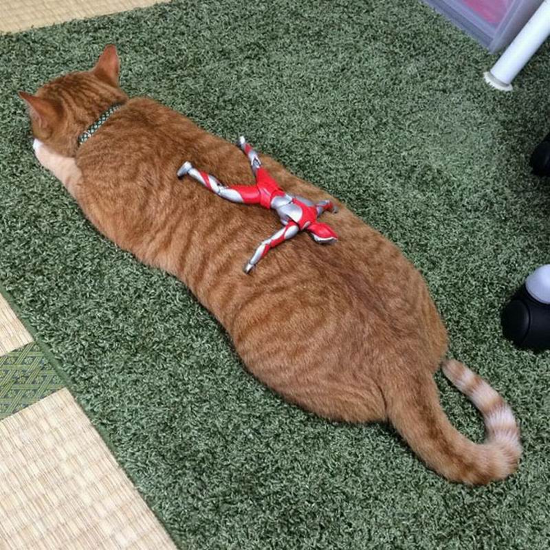 Kucing Jepang ini Tumbuh Dewasa Bersama Ultraman (3)