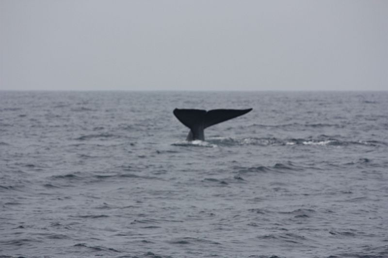 Mirissa, whale watching, blue whale