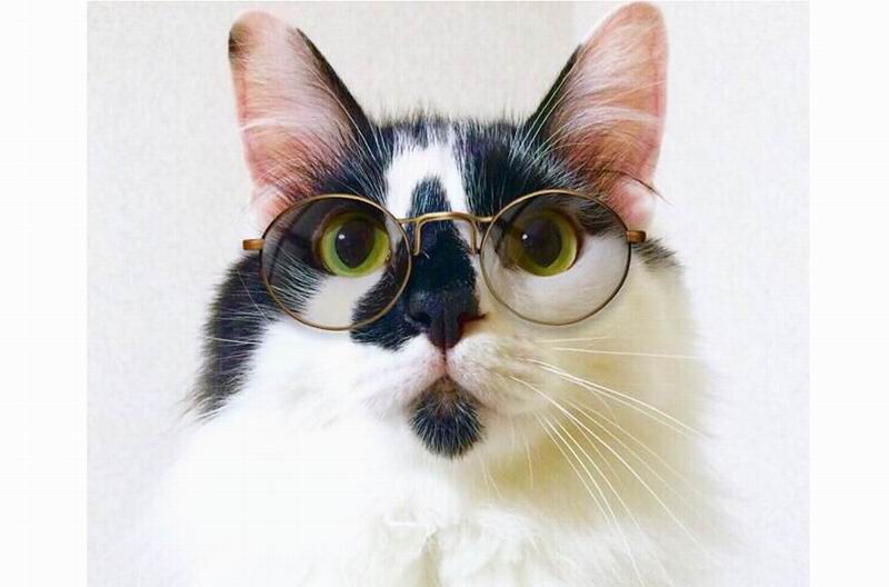 Sora Kucing  Jepang  yang Memiliki Penampilan Seperti 
