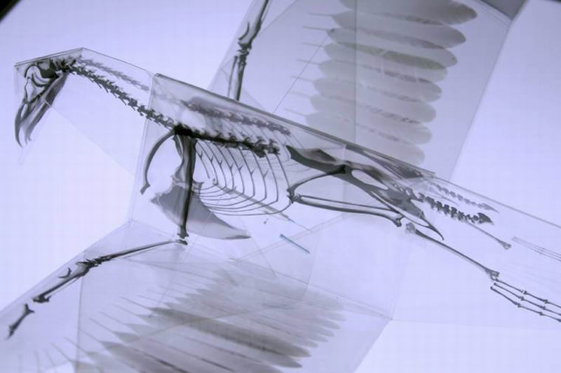 sugoi-seniman-jepang-buat-origami-anatomi-tulang-hewan-gunakan-x-ray-1