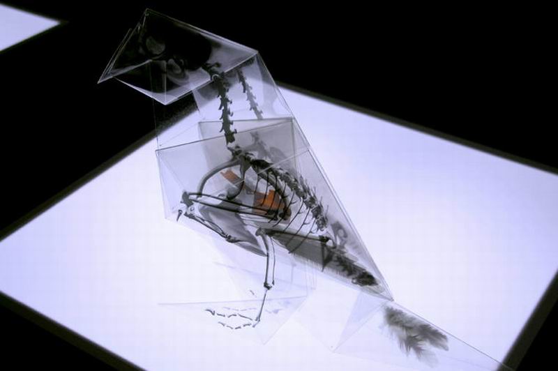 sugoi-seniman-jepang-buat-origami-anatomi-tulang-hewan-gunakan-x-ray-4