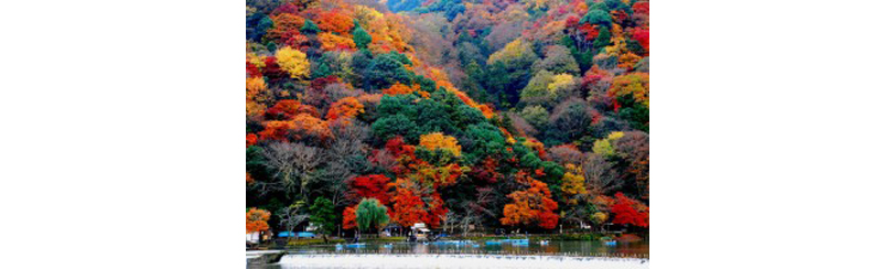 3 Lokasi Dengan Pemandangan Musim Gugur Terindah di Jepang