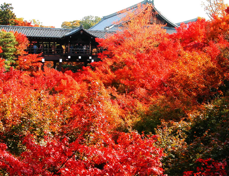 3 Lokasi Dengan Pemandangan Musim Gugur Terindah di Jepang
