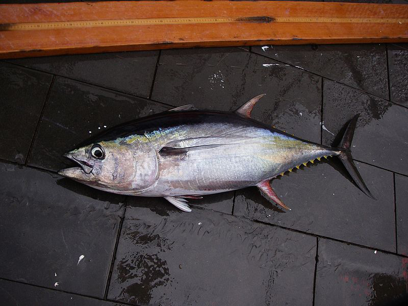 Inilah Jenis Ikan yang Biasa Dimakan Orang Jepang di Musim Dingin