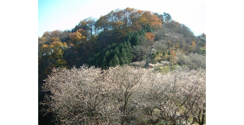 Lihat Sakura dan Daun Musim Gugur Sekaligus di Taman Sakurayama!