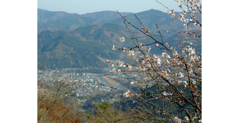 Lihat Sakura dan Daun Musim Gugur Sekaligus di Taman Sakurayama!