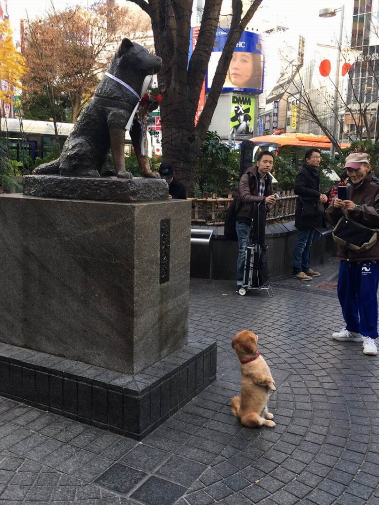 Anjing di Jepang Berpose di Depan Patung Hachiko Buat Orang-orang Terharu