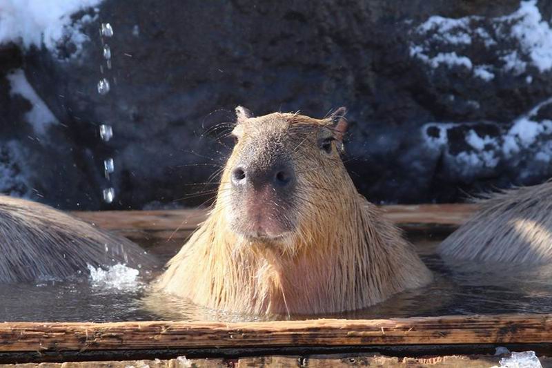 Kapibara di Jepang Mandi 4 Jam, Hibur Para Pengunjung Kebun Binatang