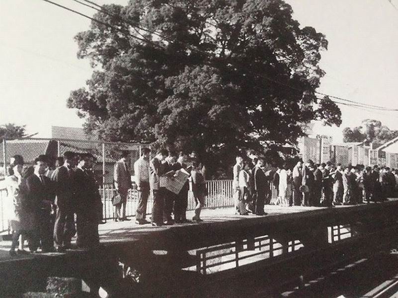 Pohon Berumur 700 Tahun di Stasiun Kereta Jepang Tidak Bisa Ditebang, Ini Alasannya